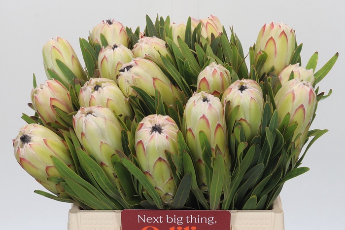 <h4>Protea White Night</h4>
