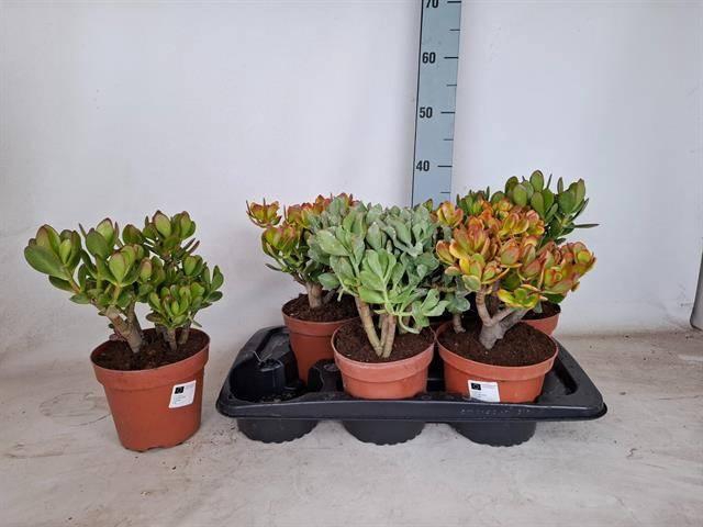 <h4>CRASSULA MIX P17</h4>