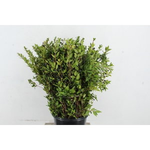 MYRTUS COMMUNIS 400GR