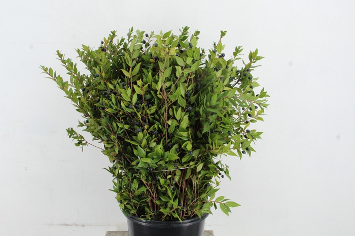 <h4>MYRTUS COMMUNIS 400GR</h4>