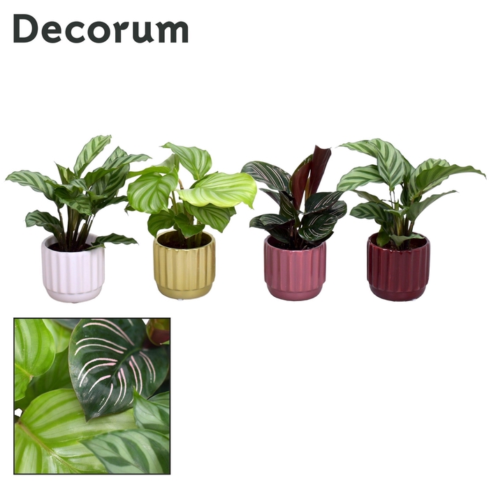 <h4>Collectie Rich Love -Calathea mix in pot Liam</h4>