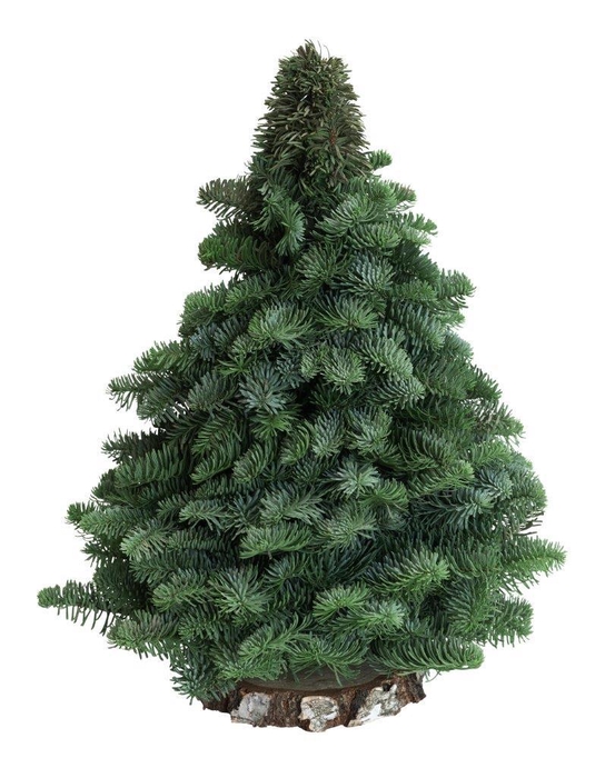 <h4>Nobilis træ 40 cm</h4>