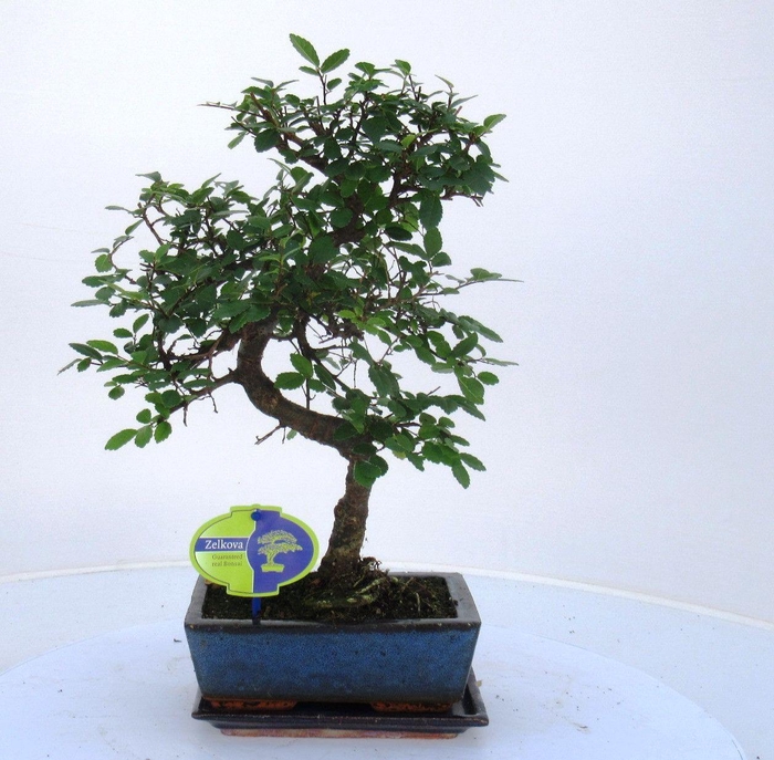 <h4>Zelkova parvifolia, 20cm., shape, with driptray</h4>