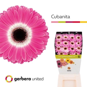 Gerbera diamond cubanita
