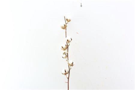 <h4>GOS HIRSUTUM WIT</h4>