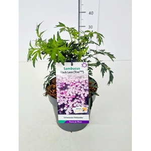 Sambucus Black Lace
