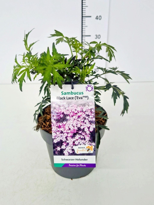 <h4>Sambucus Black Lace</h4>