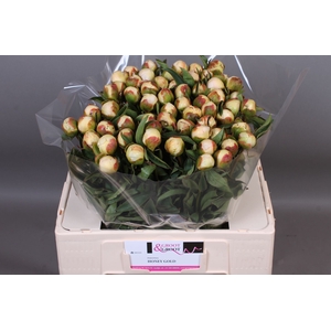 Paeonia Honey Gold