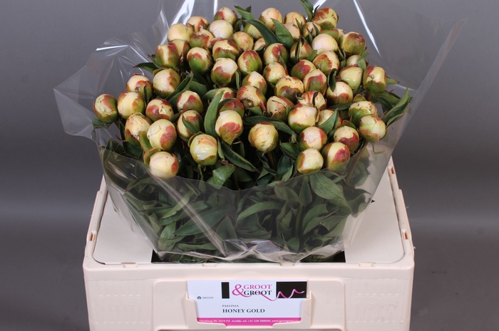 <h4>Paeonia Honey Gold</h4>