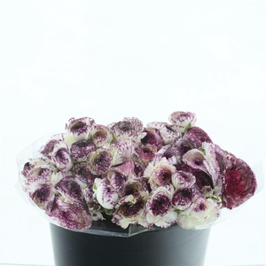 Ran El Sr Cappucino Extra