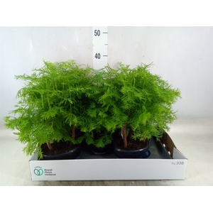 Bonsai   ...