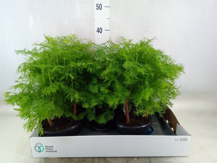 <h4>Bonsai   ...</h4>