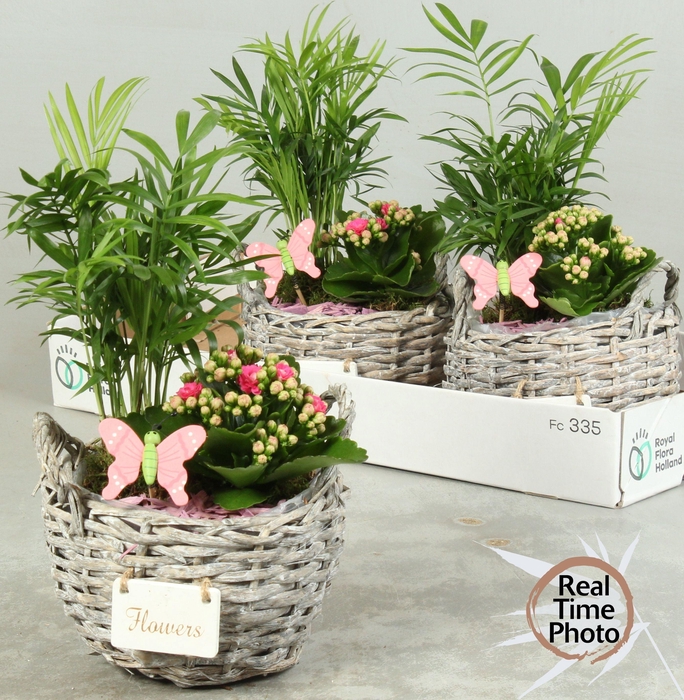 <h4>ARR KAMERPL</h4>