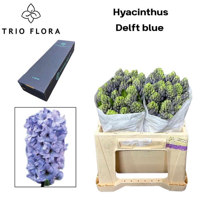 <h4>HYAC DELFT BLUE Large Box 150</h4>