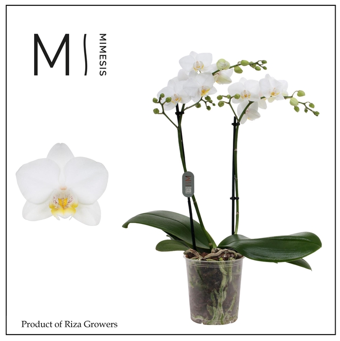 <h4>Phalaenopsis Snowflake 2 spike - 12cm | Mimesis</h4>