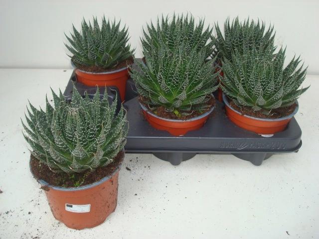 <h4>ALOE ARISTATA</h4>