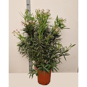 NERI OLEANDER