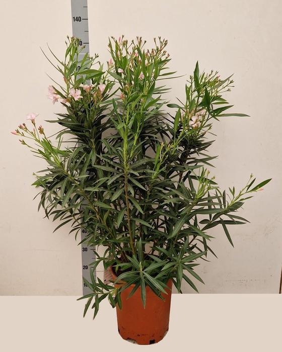 <h4>NERI OLEANDER</h4>
