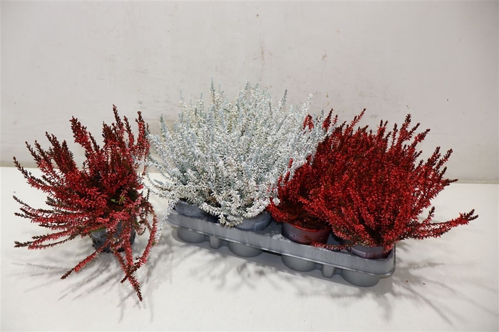 <h4>Callu Klb Mixk H%</h4>