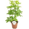 Schefflera Ar Overig recht Nora groen