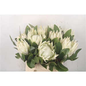 Protea Cy Arctic Ice