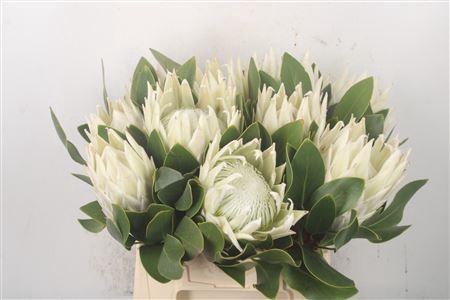 <h4>Protea Cy Arctic Ice</h4>