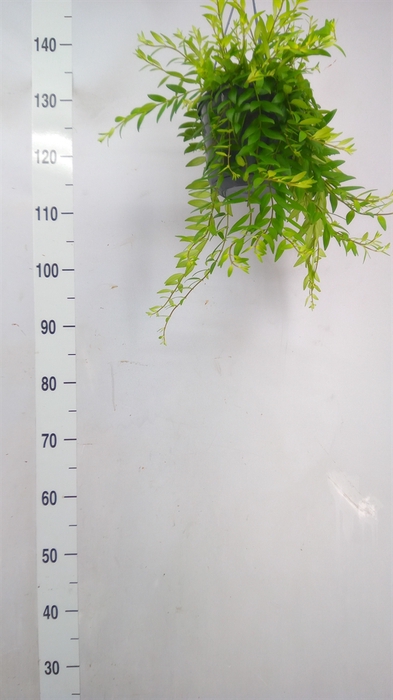 <h4>Aeschynanthus  'Japhrolepis'</h4>