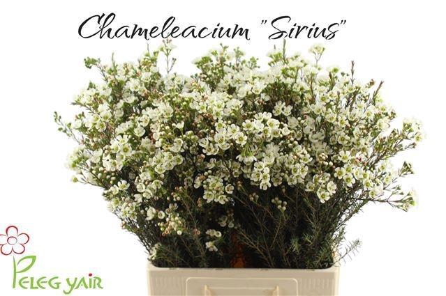 <h4>CHAME ME SIRIUS</h4>