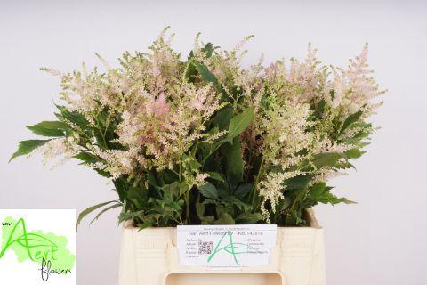 <h4>ASTIL JA EUROPA</h4>