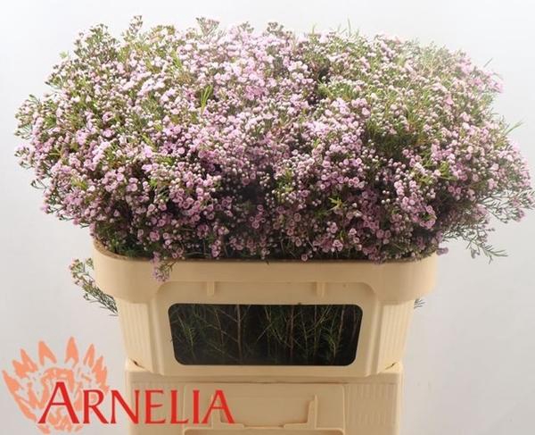 <h4>CHAME UN PIROUETTE</h4>