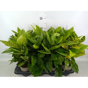 Aucuba japonica 'Variegata'