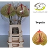 Anthurium Tequila