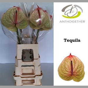 Anth A Tequila