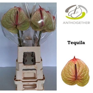 ANTH A TEQUILA