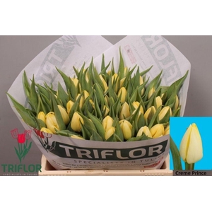 Tulipa si creme prince
