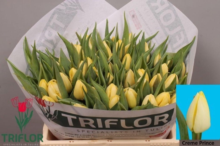 <h4>Tulipa si creme prince</h4>