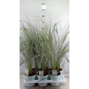 Calamagrostis acutifl. 'Overdam'