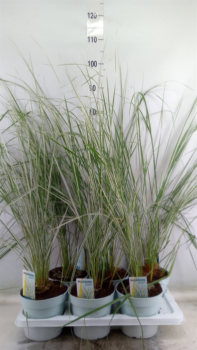 <h4>Calamagrostis acutifl. 'Overdam'</h4>