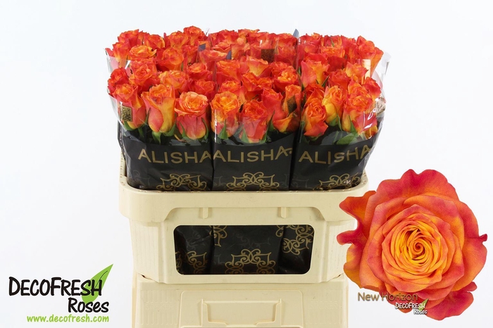 <h4>R Gr New horizon</h4>