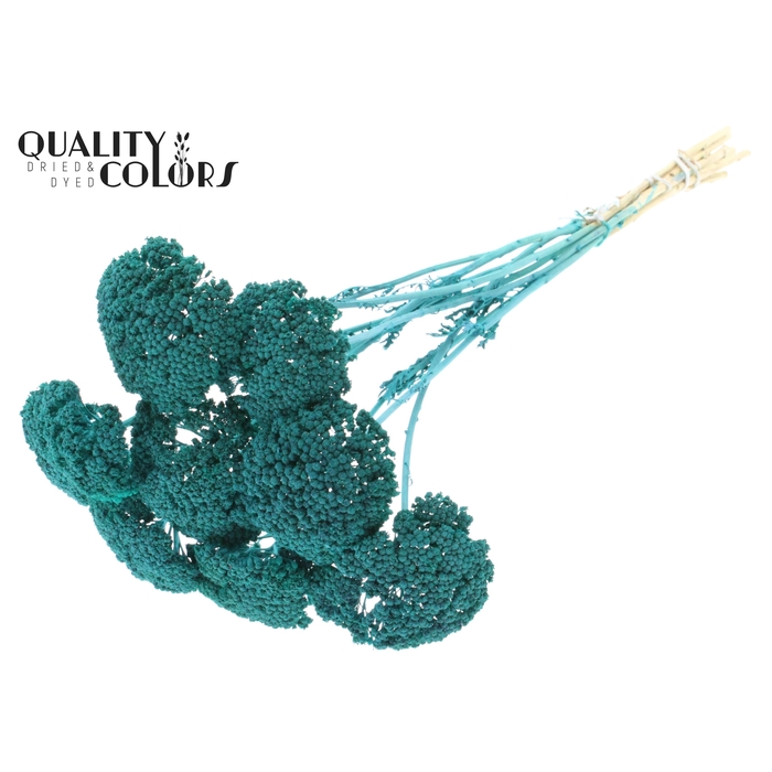 <h4>Achillea per stem Frosted Turquoise</h4>