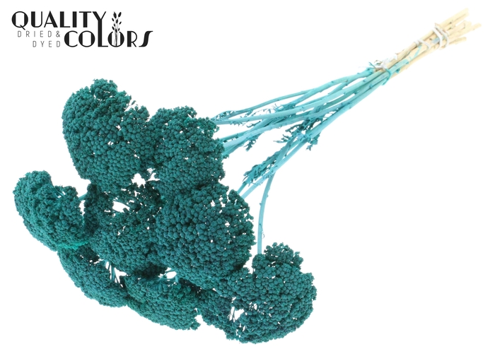 <h4>Achillea per stem Frosted Turquoise</h4>