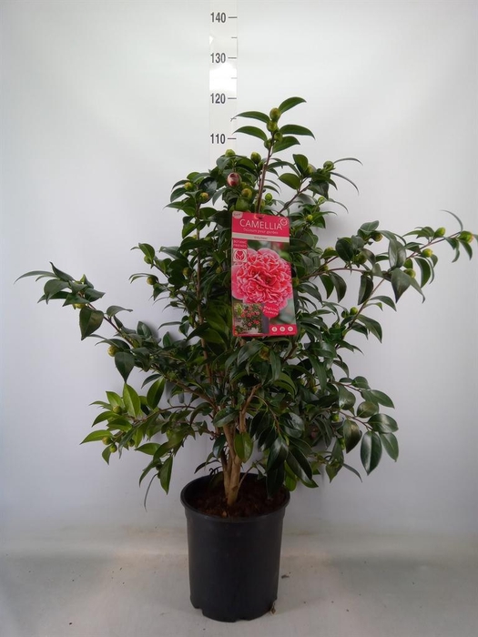 <h4>Camellia   ...</h4>