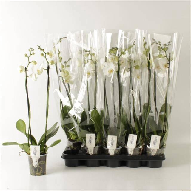 <h4>PHAL OV WIT</h4>