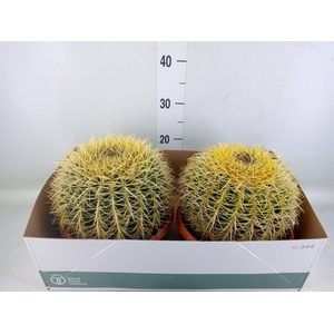 Echinocactus grusonii