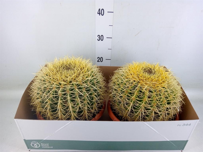<h4>Echinocactus grusonii</h4>