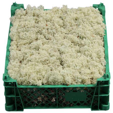 <h4>IJSLANDMOS VERS PLASTIC KRAT</h4>