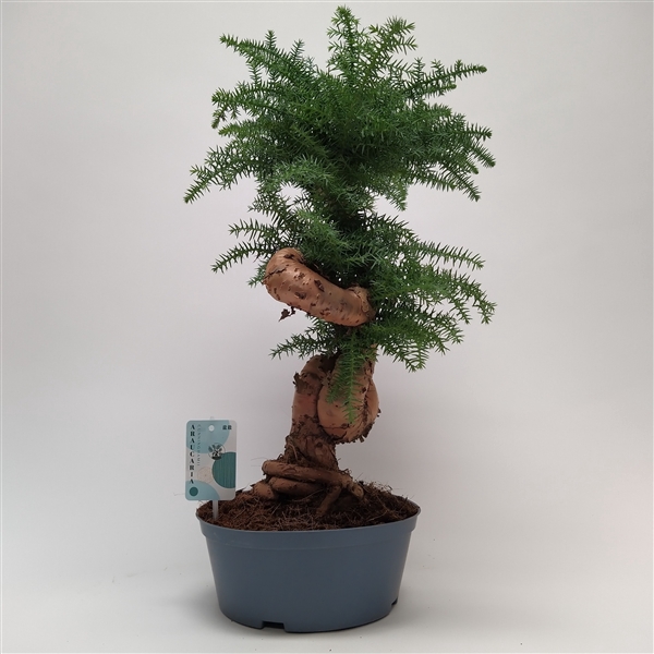 <h4>Araucaria Cunninghamii Bonsai teeltpot 23 cm</h4>