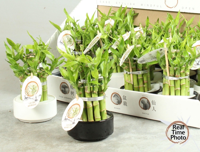 <h4>DRA LUCKY BAMBOO</h4>