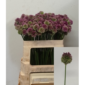 ALLIUM SPHAEROCEPHAL