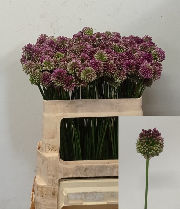 ALLIUM SPHAEROCEPHAL